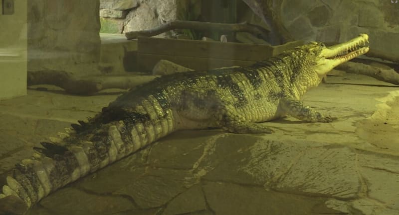 Největším mazlíčkem ZOO je krokodýl se jménem Golemem, který váží 650 kilo.