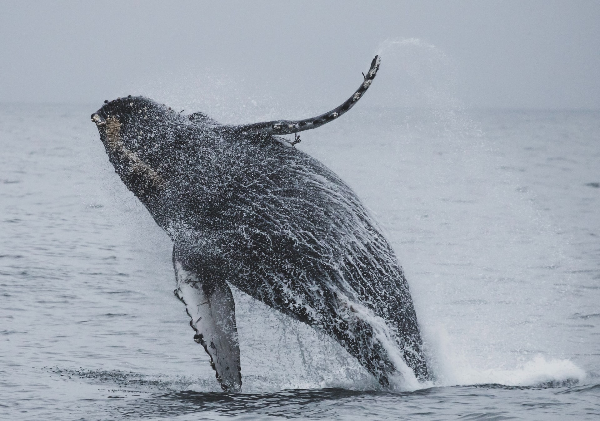 Sčítání velryb probíhá každý rok. Jejich počty stoupají.