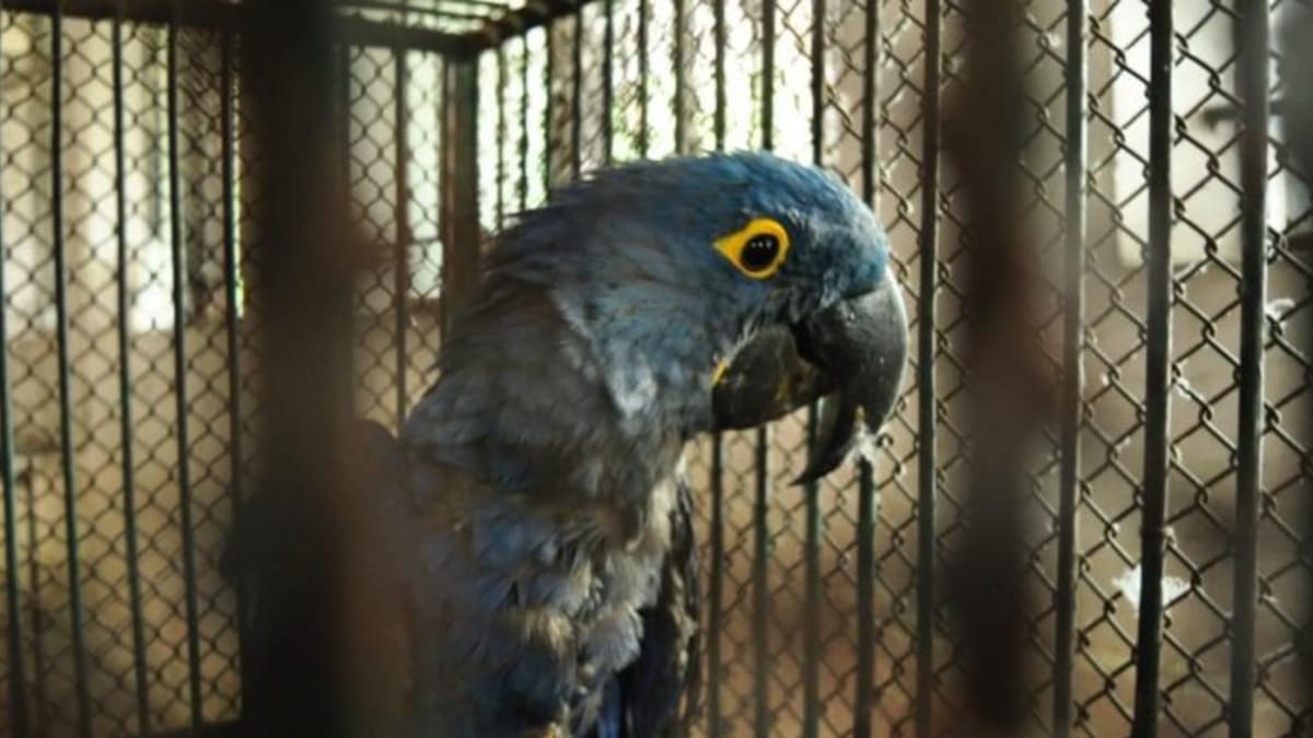 Zabavení papoušci patří mezi chráněné druhy: Zdroj: Directorate of Revenue Intelligence