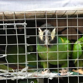 Indičtí celníci zadrželi zásilku dvaceti dvou papoušků. Zdroj: Directorate of Revenue Intelligence