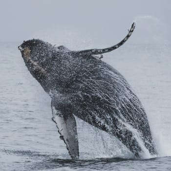 Sčítání velryb probíhá každý rok. Jejich počty stoupají.