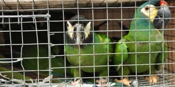 Indičtí celníci zadrželi pašeráky papoušků. Hrozí jim až sedm let vězení