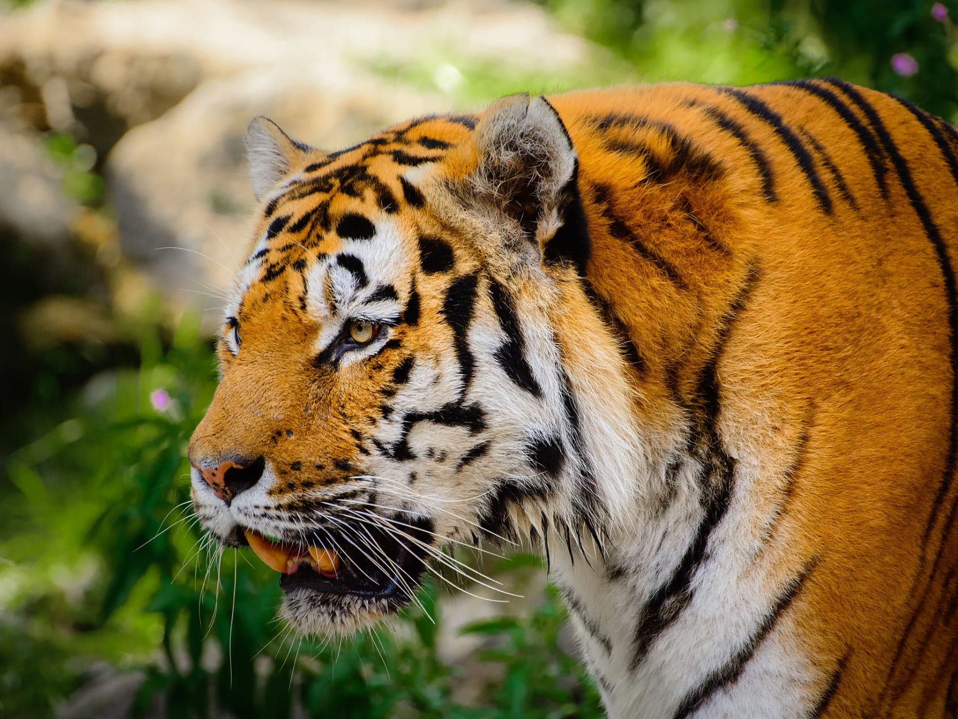 Tygřice v curyšské zoologické zahradě zabila ošetřovatelku (Tygr z curyšské zoo, ilustrační foto, zdroj: Wikimedia)