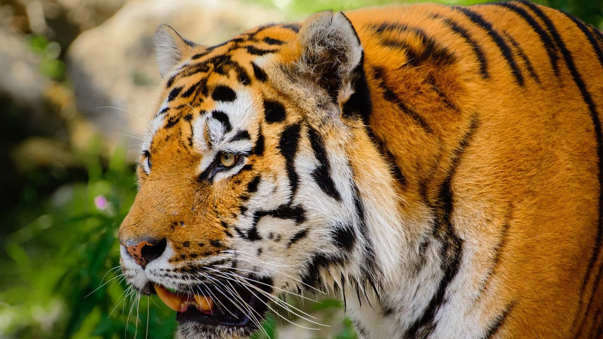 Tygřice v curyšské zoologické zahradě zabila ošetřovatelku (Tygr z curyšské zoo, ilustrační foto, zdroj: Wikimedia)