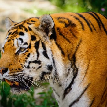 Tygřice v curyšské zoologické zahradě zabila ošetřovatelku