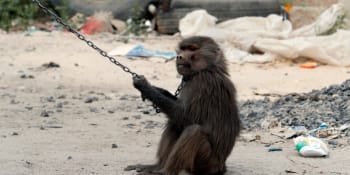 Makakové jako stroje na sběr kokosů: Británie vyřazuje produkty získané prací opic