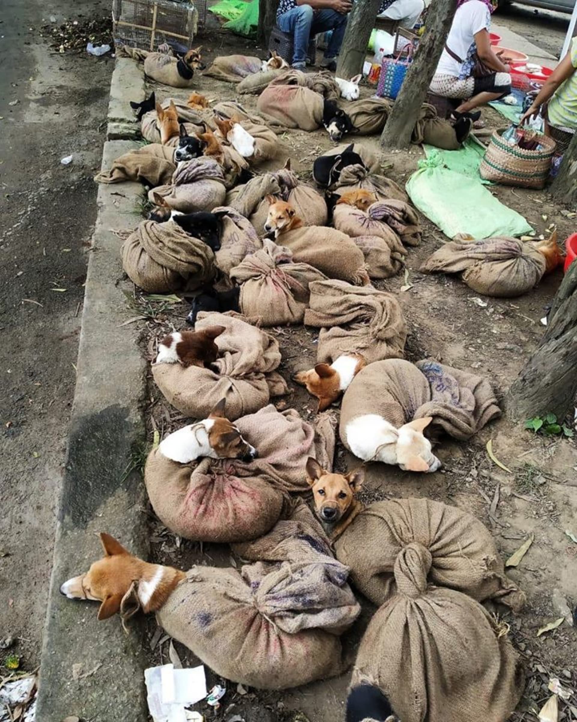 Fotka svázaných psů byla pro úřady i aktivisty poslední kapkou. Zdroj: Facebook People for Animals