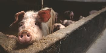 Ochránci zvířat slaví: Německo zakázalo porodní klece u prasat
