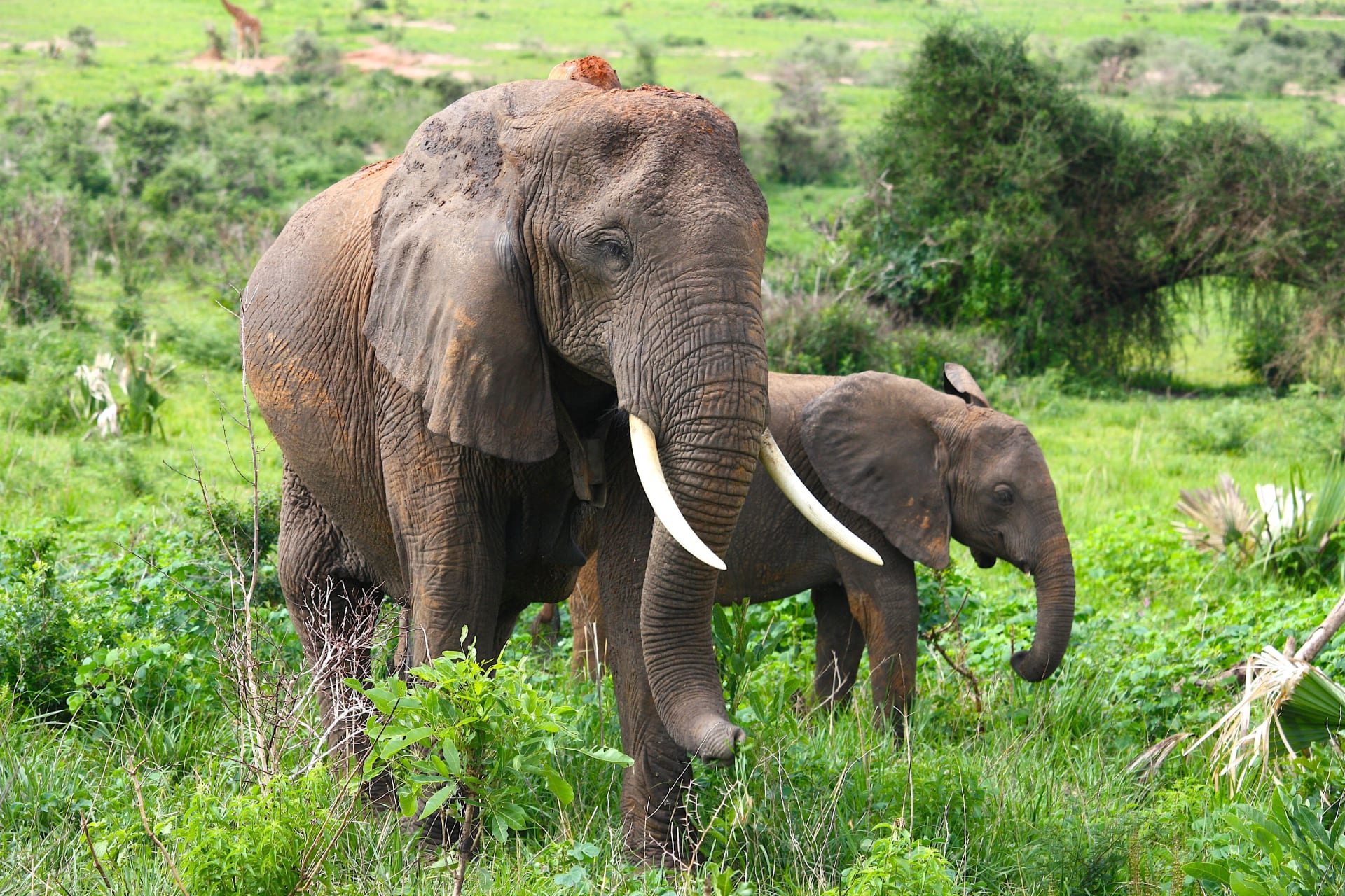 Některé sloní parky využily příležitosti a mění se na azyly.