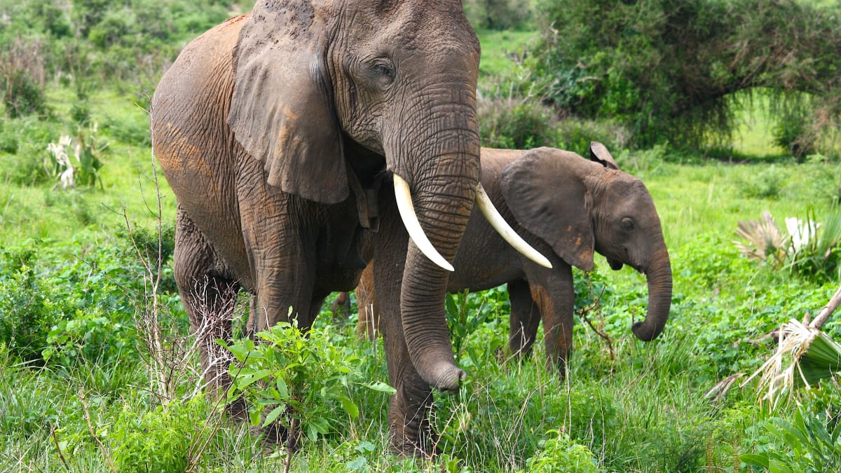 Některé sloní parky využily příležitosti a mění se na azyly.