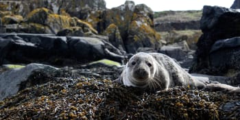 Když rozdíly mizí, 63. díl: Paměť tuleňů jako zdroj překvapení i pro vědce