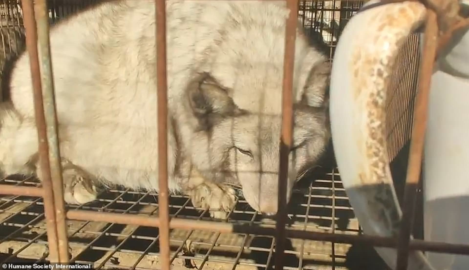 Britští aktivisté zdokumetovali hrůzostrašné zacházení se zvířaty na kožešinových farmách v Asii. Zdroj: Humane Society International