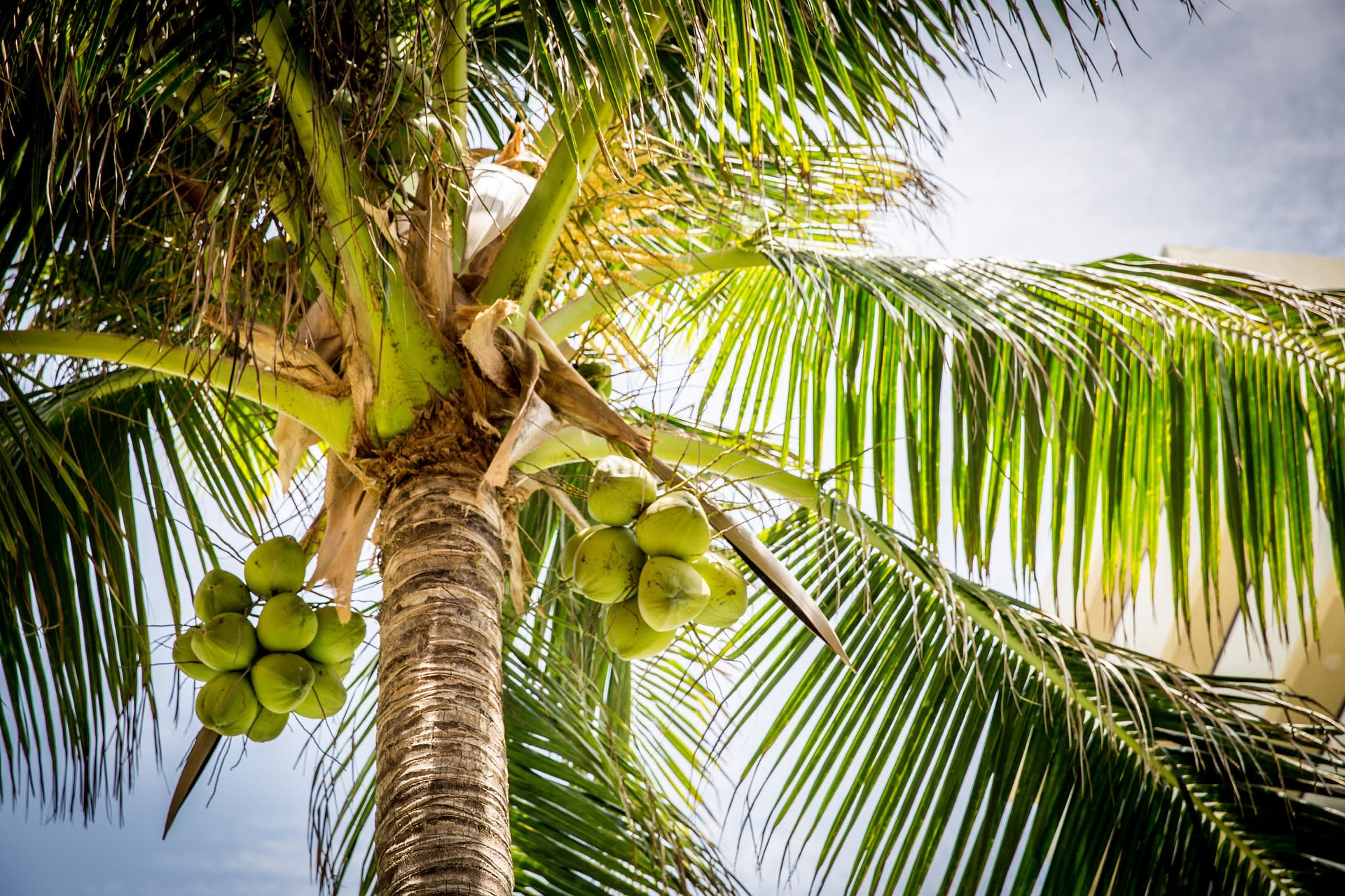 Kácení tropických lesů kvůli produkci palmového oleje je dlouhodobě kritizováno. Nová studie ovšem porovnala počet ohrožených druhů na litr vyprodukovaného oleje a ukázala, že nebezpečnější než palmový či jiné druhy rostlinných olejů je olej kokosový. Zdroj: University of Exeter 