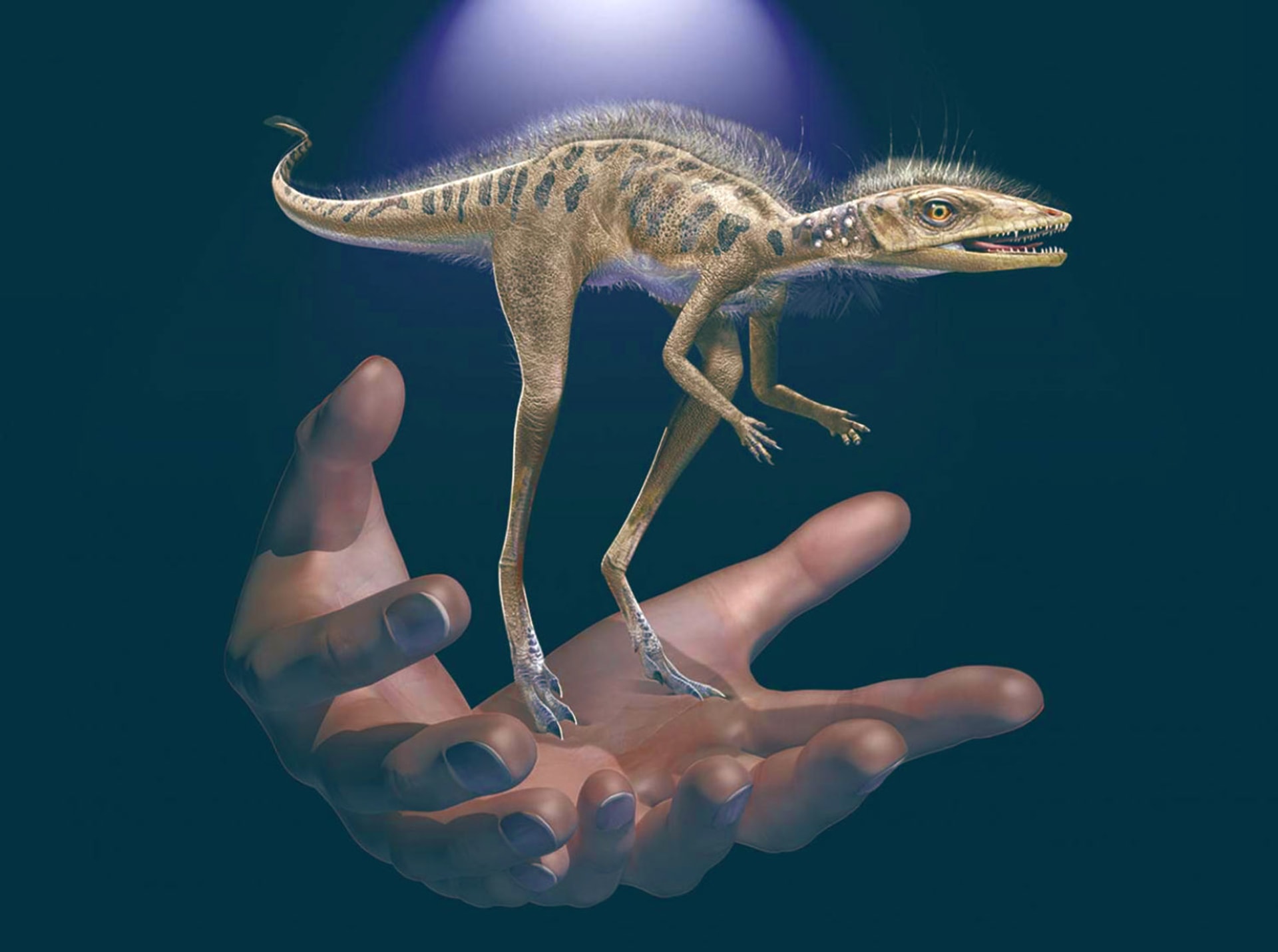 Malý hmyzožravý plaz Kongonaphon, který žil před 237 miliony let, byl podle vědců zkoumající fosílie na Madagaskaru miniaturním předkem obřích dinosaurů. Kongonaphon kely měřil asi 40 centimetrů. Zdroj: Sci News