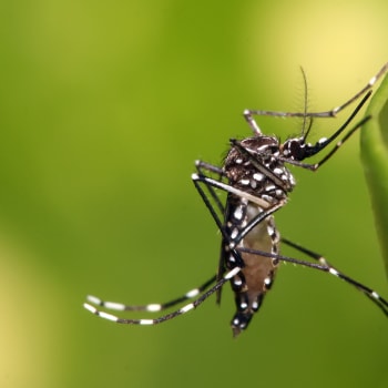 Rostoucí teploty v důsledku změny klimatu mohou vést k šíření viru Zika přenášeného komáry do chladnějších oblastí. Podle nejdramatičtějšího modelu globálního oteplování se do roku 2080 zvýší riziko přenosu Zika na jižní a východní Evropu, severní USA, severní Čínu a jižní Japonsko. Zdroj: New Scientist