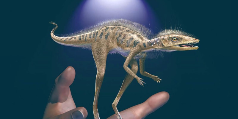 Malý hmyzožravý plaz Kongonaphon, který žil před 237 miliony let, byl podle vědců zkoumající fosílie na Madagaskaru miniaturním předkem obřích dinosaurů. Kongonaphon kely měřil asi 40 centimetrů. Zdroj: Sci News