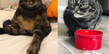 Naštvaná Kitzia se stala hitem internetu po Grumpy Cat
