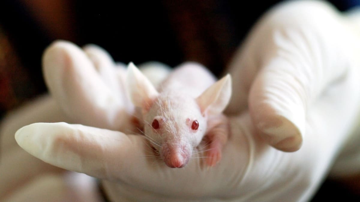 Až čtyři miliony životů by mohly být ušetřeny, pokud bude v referendu schválen zákaz pokusů na zvířatech.
