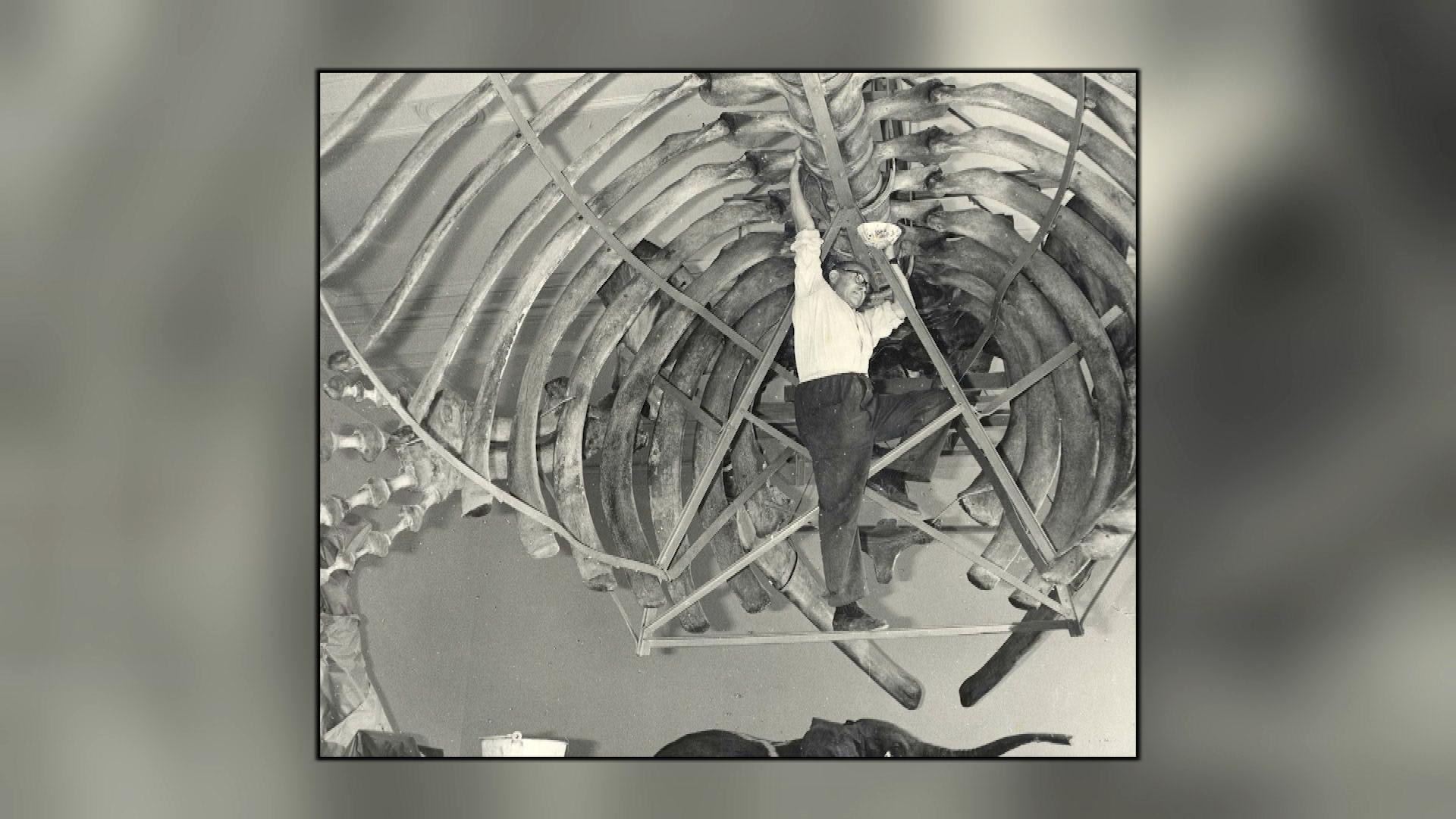 Při generální rekonstrukci zoologické sbírky v letech 1965–⁠1967 byla naopak zavěšena od stropu na traverze. 