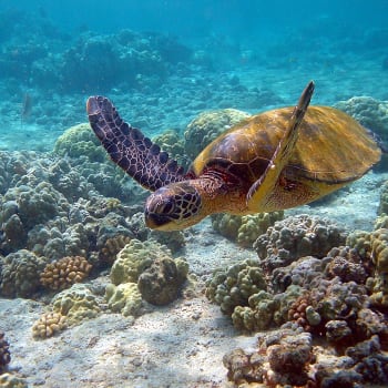 Rezervace je jediným místem v Perském zálivu, kam se želvy vracejí snášet vejce.