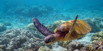 Veřejnosti vstup zakázán. Dubajská rezervace chrání ohrožené želvy