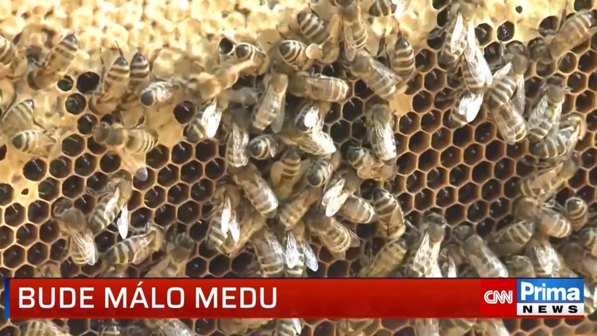 Nedostatek medu v Česku