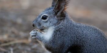 U veverky v Coloradu se objevil dýmějový mor, nakazit se mohou i lidé