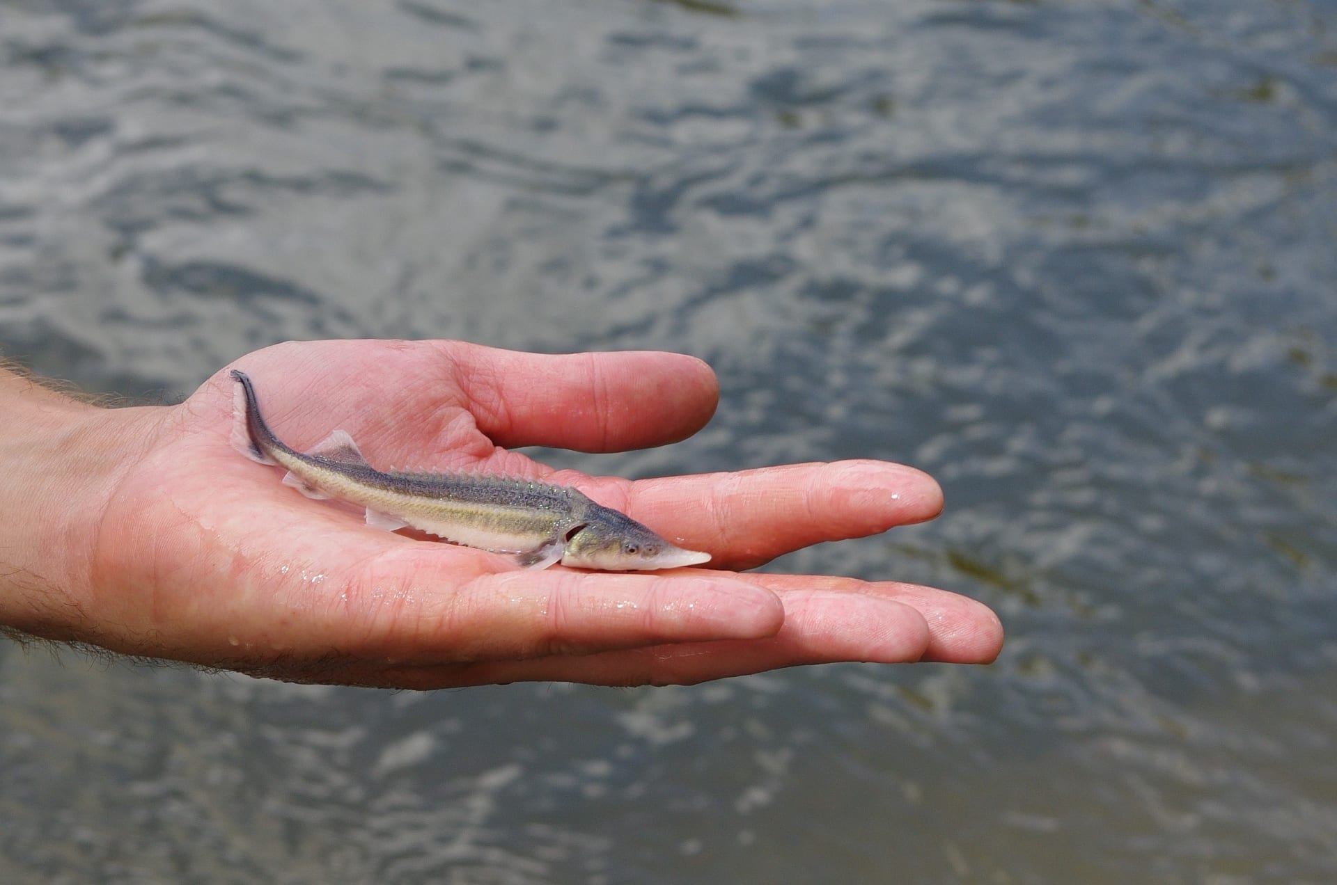Do povodí Moravy byly vypuštěny dva tisíce mladých ryb. Zdroj: Povodí Moravy