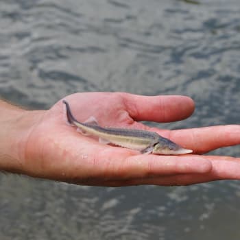Do povodí Moravy byly vypuštěny dva tisíce mladých ryb. Zdroj: Povodí Moravy
