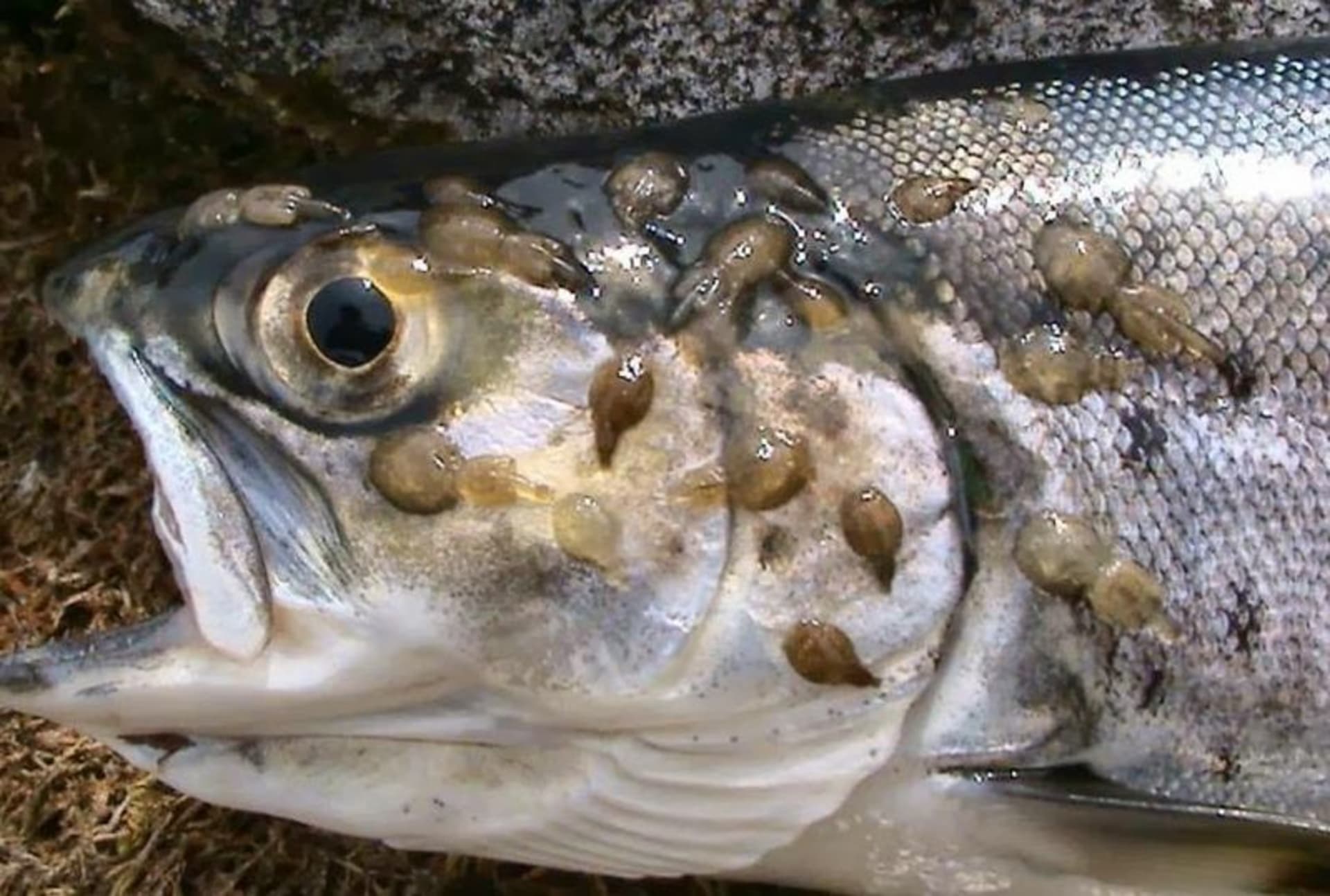 Kromě nesmírného utrpení ryb v sádkách se situace týká i divokých ryb, které jsou napadány parazity ze sádek. Zdroj: Fishy Leaks