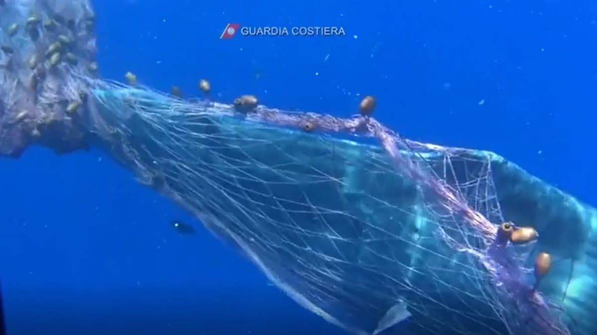 Italská pobřežní hlídka se už druhým dnem snaží vysvobodit velrybu z rybářské sítě.