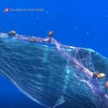 Italská pobřežní hlídka se už druhým dnem snaží vysvobodit velrybu z rybářské sítě.