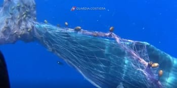 Italská pobřežní hlídka se už druhým dnem snaží vysvobodit velrybu z rybářské sítě