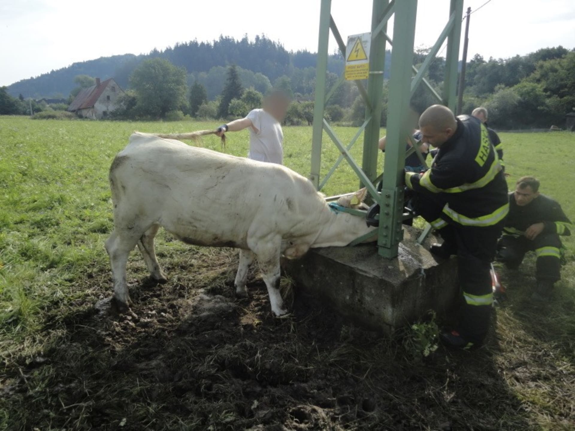 Uvízlou krávu museli zachraňovat hasiči.