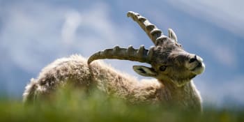 Zákaz lovu zachránil celý druh –⁠ v italském parku se kozorožcům daří