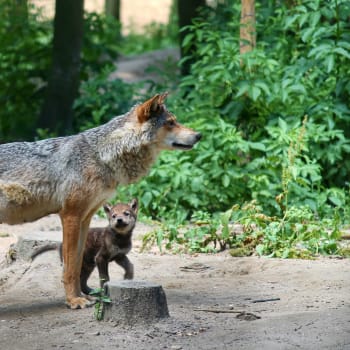 Vlk s mládětem (ilustrační foto).