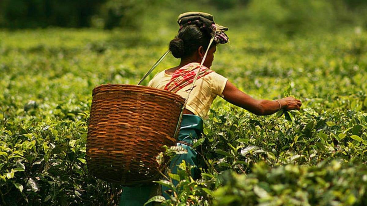 Indie se kvůli pandemii koronaviru potýká také s nedostatkem pracovních sil v čajovém průmyslu.