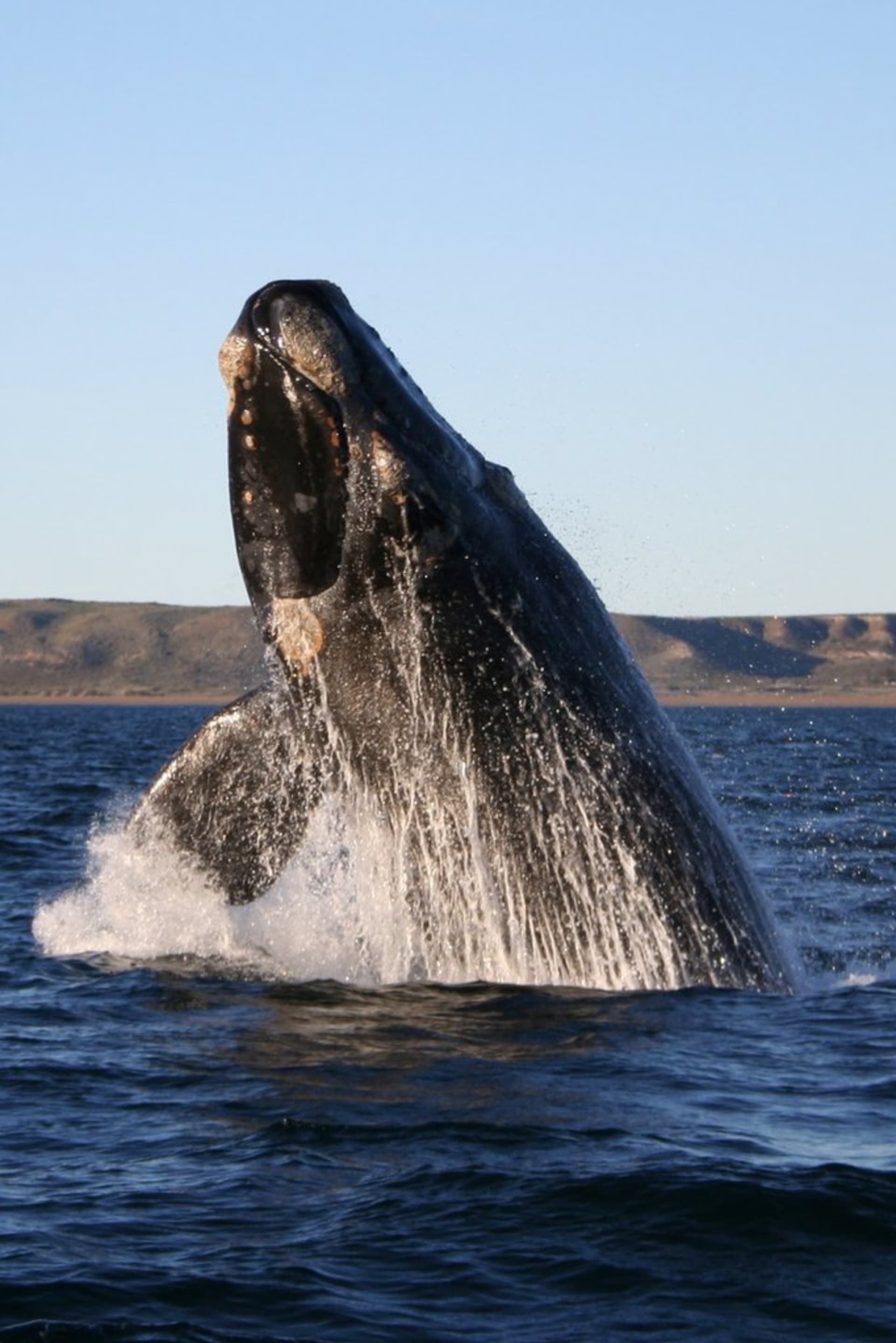 Velryby černé se stávají obětí nucené migrace za potravou. Jejich život končí předčasně kvůli odhozenému rybářskému vybavení či srážkám s loděmi.