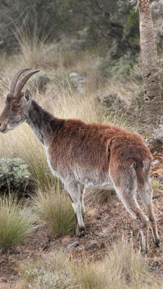 Díky včasné ochraně se etiopským kozorožcům walia podařilo vrátit mezi neohrožené druhy.