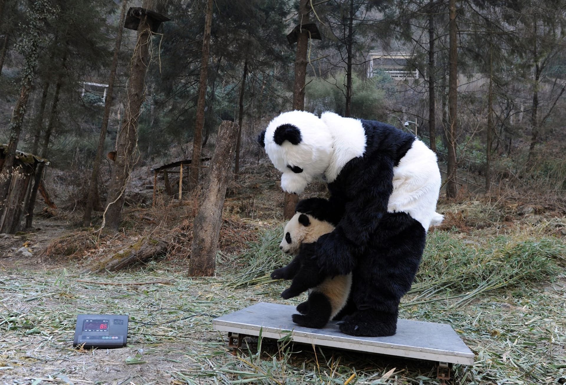 Ošetřovatelé nosí speciální obleky připomínající právě pandy, aby si mláďata nezvykala na přítomnost lidí. Zdroj: China Daily
