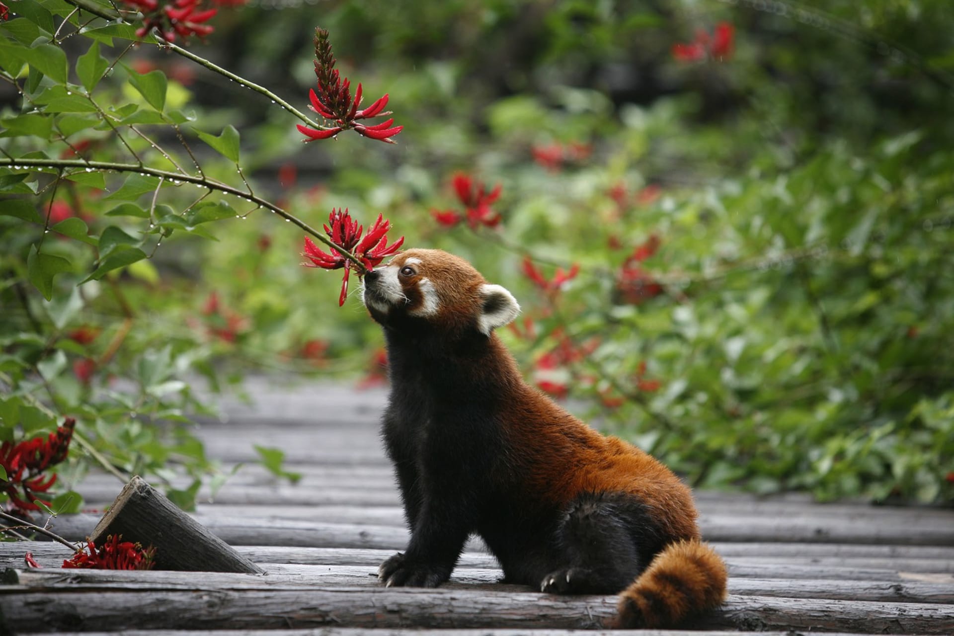 Kromě pand velkých v Útočišti žijí i ohrožené pandy červené. Zdroj: China Daily