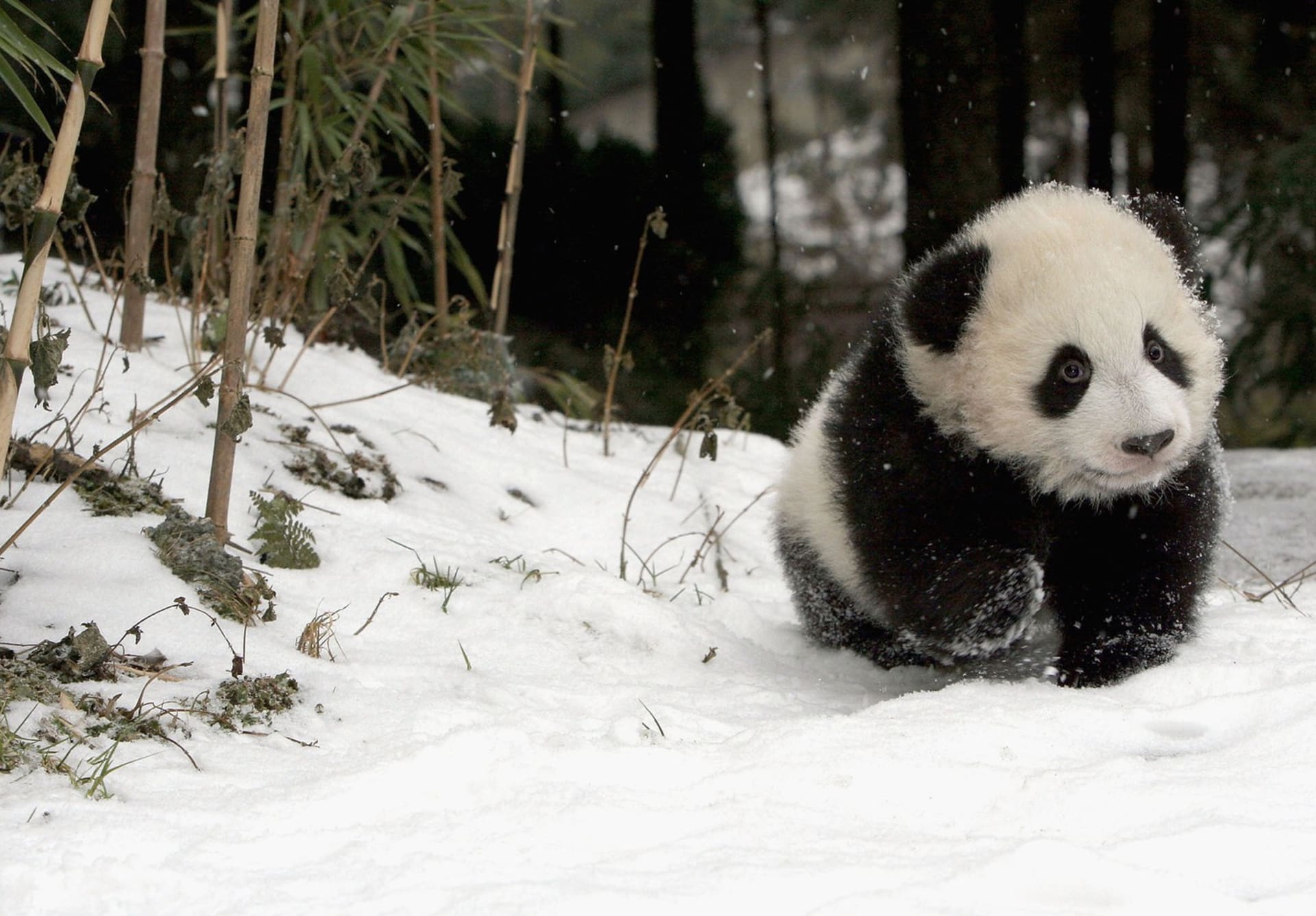 V přírodě žijí necelé dva tisíce pand velkých. Zdroj: China Daily