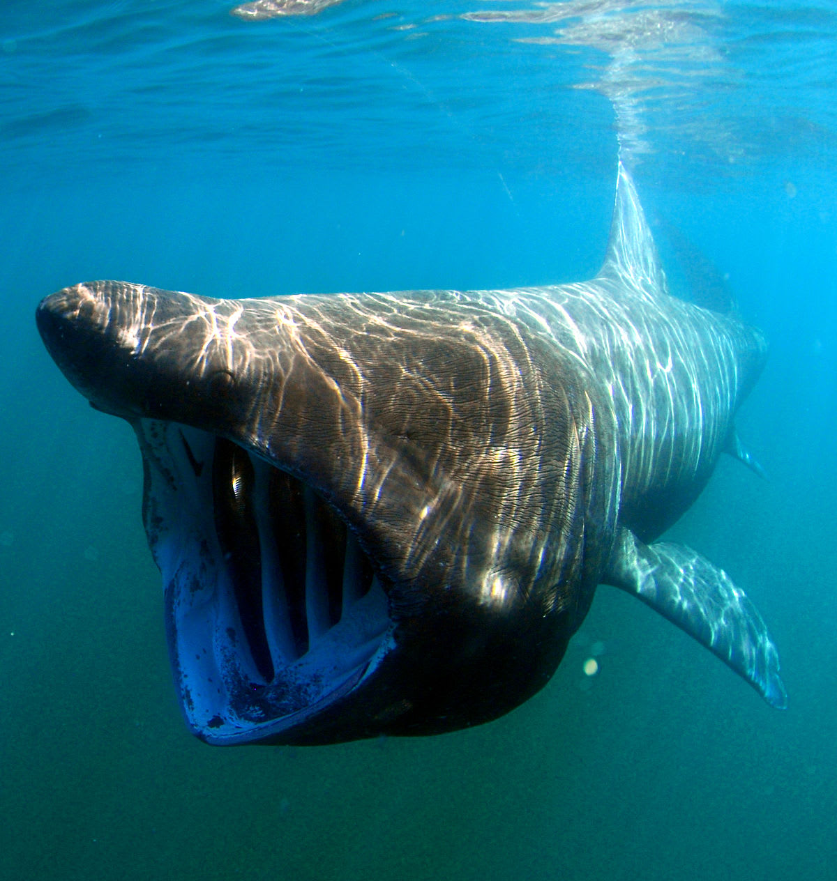 Žralok velkoústý byl poprvé objeven až v sedmdesátých letech minulé století. Na rozdíl od jiných žraločích druhů se živí planktonem a krilem