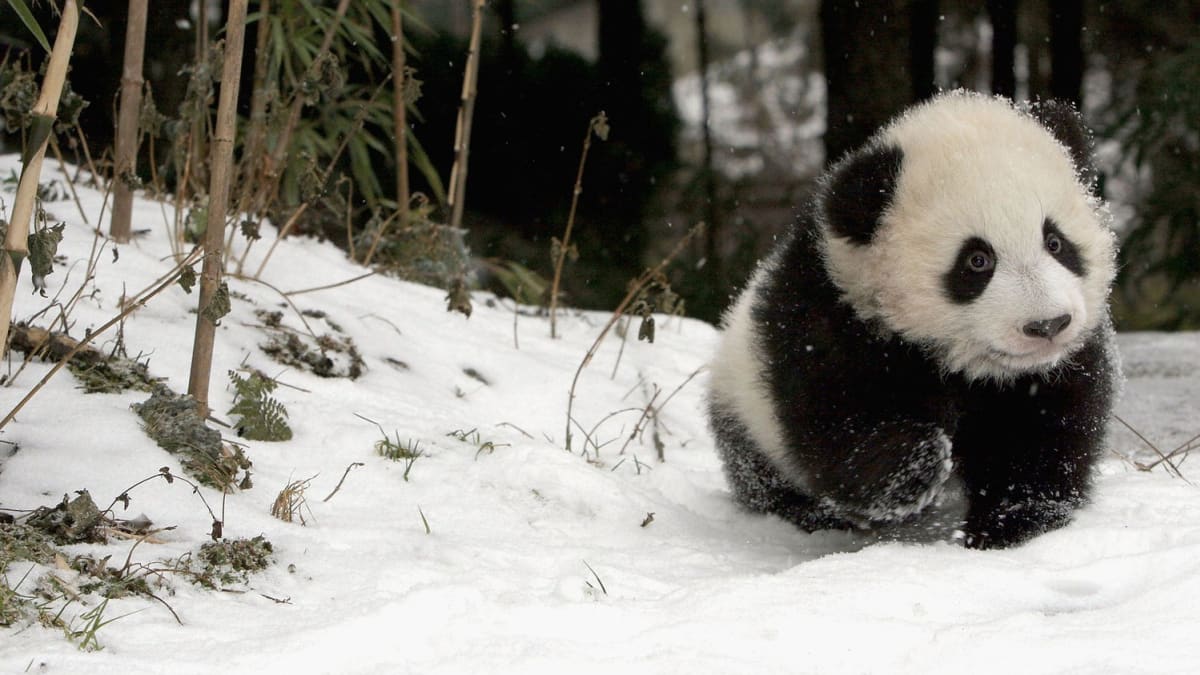 V přírodě žijí necelé dva tisíce pand velkých. Zdroj: China Daily