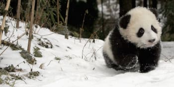 Čínské rezervace bojují o návrat pand do přírody. Jejich počty pomalu stoupají