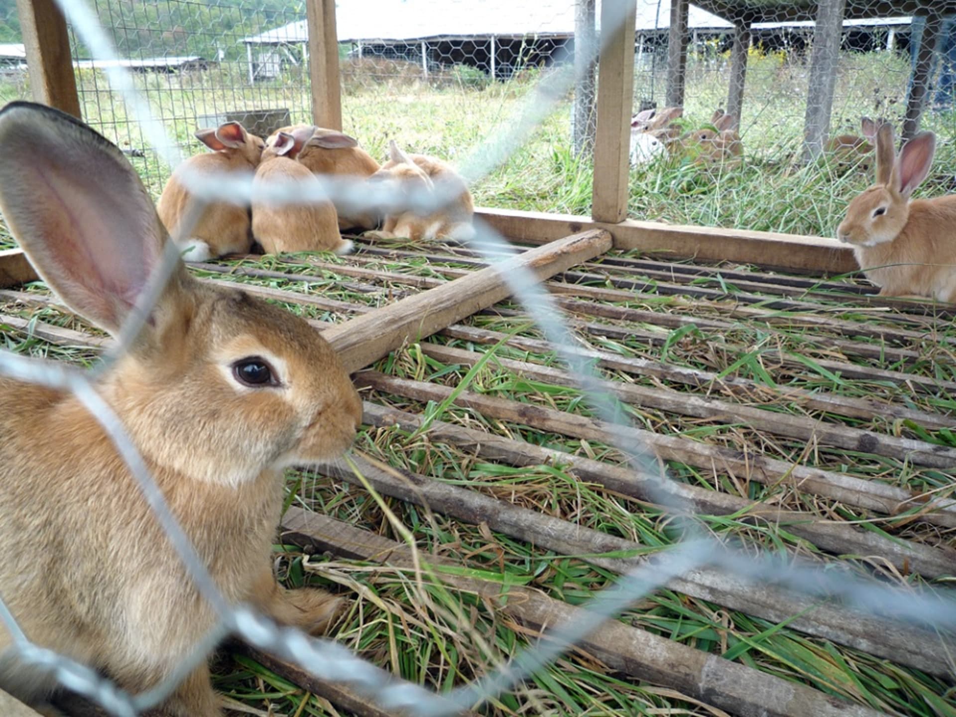 Ve welfaru králíků chovaných na farmách se Vlámsko nachází na prvních příčkách. Zdroj: Campbell Farm