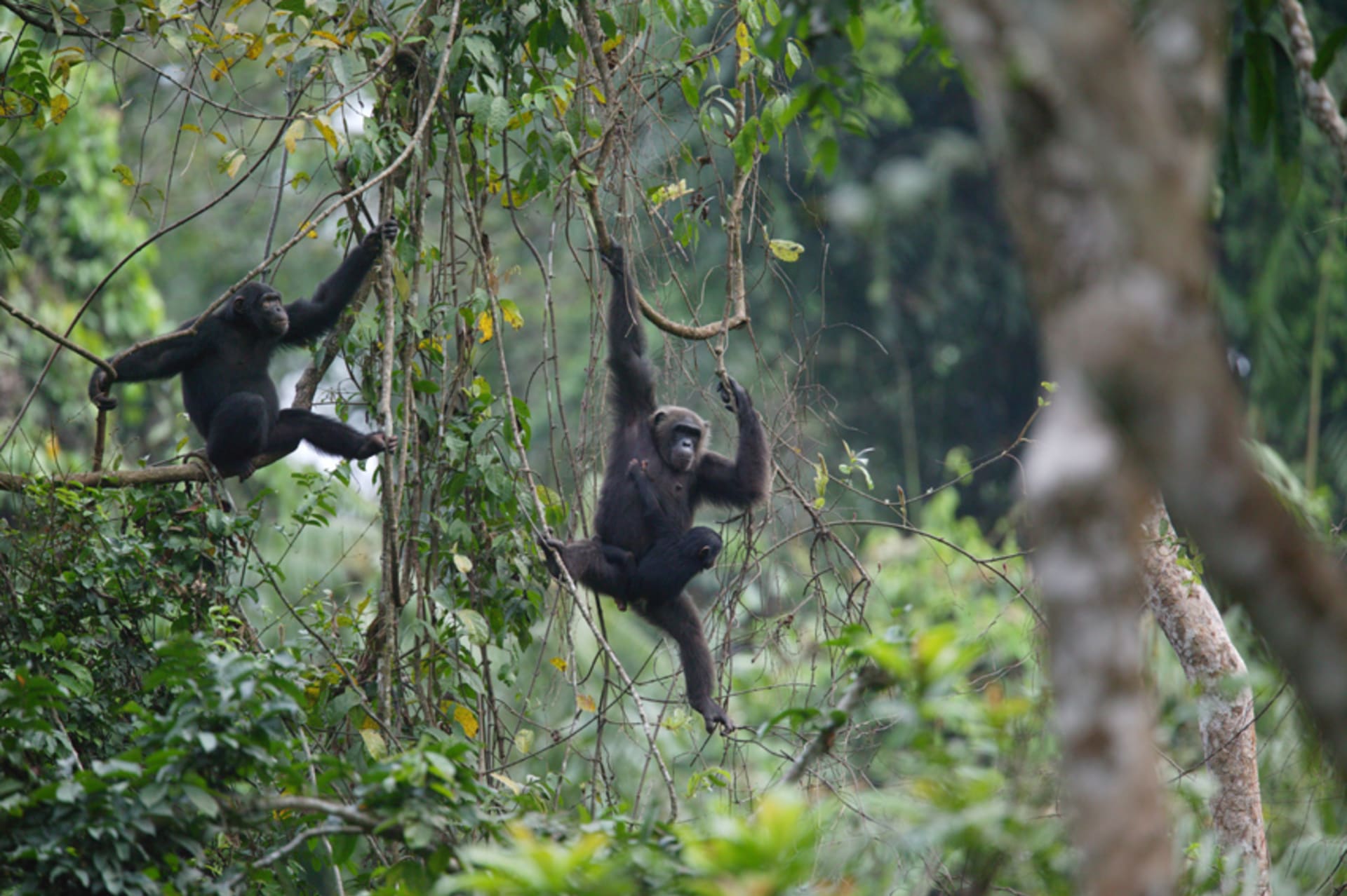 Vzácné nedotčené pralesy v Kamerunu i jejich obyvatelé jsou v ohrožení. Zdroj: Greenpeace Africa
