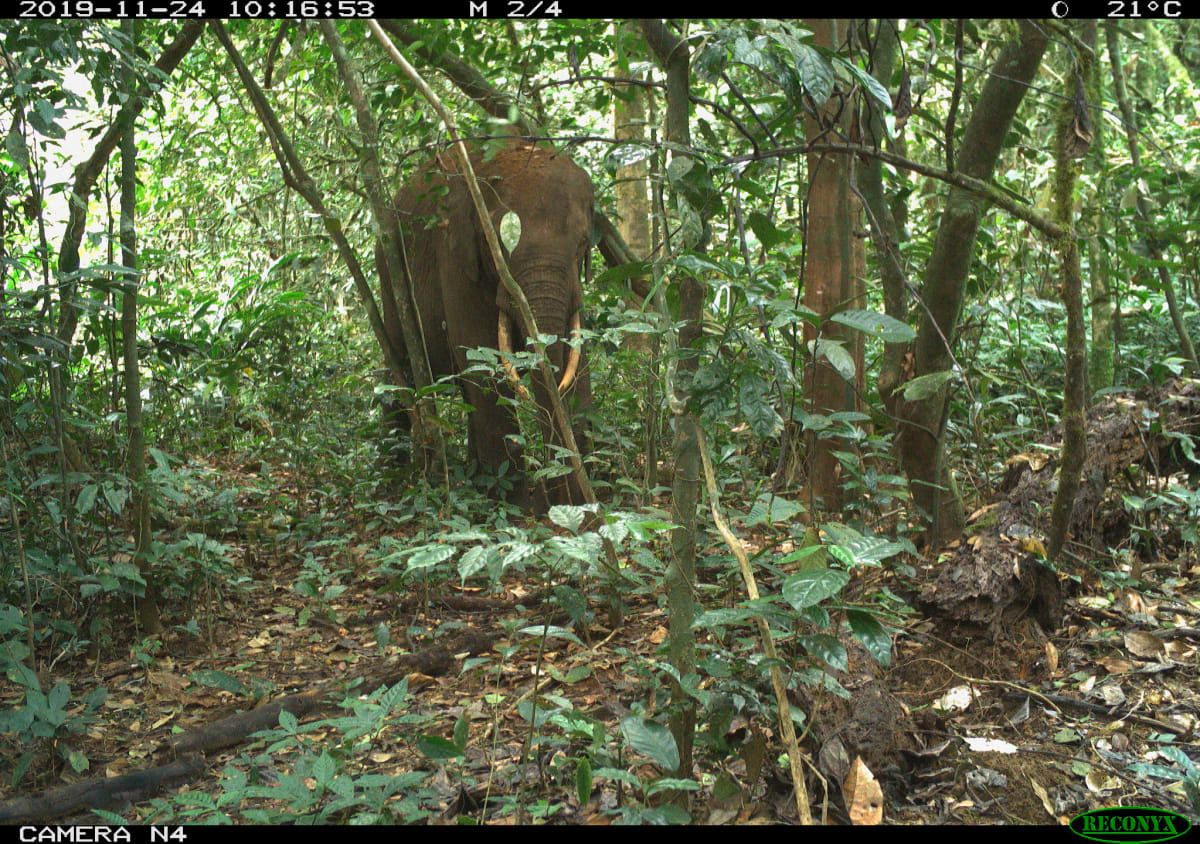 V Ebo žijí i sloni pralesní. Zdroj: Greenpeace Africa