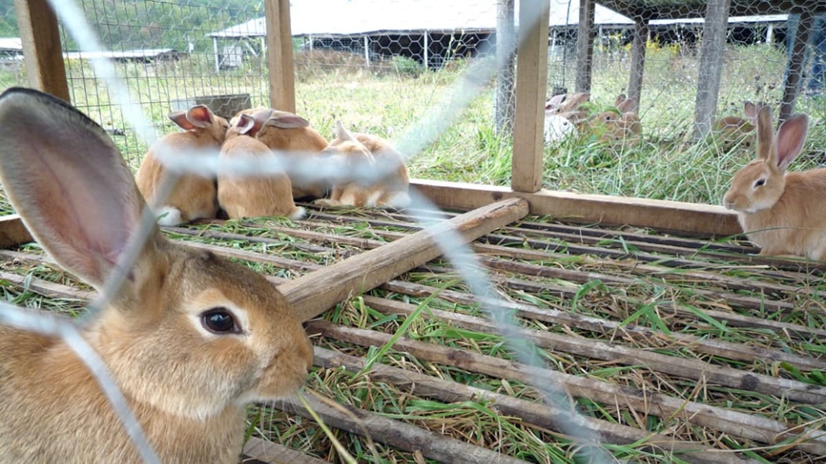 Ve welfaru králíků chovaných na farmách se Vlámsko nachází na prvních příčkách. Zdroj: Campbell Farm