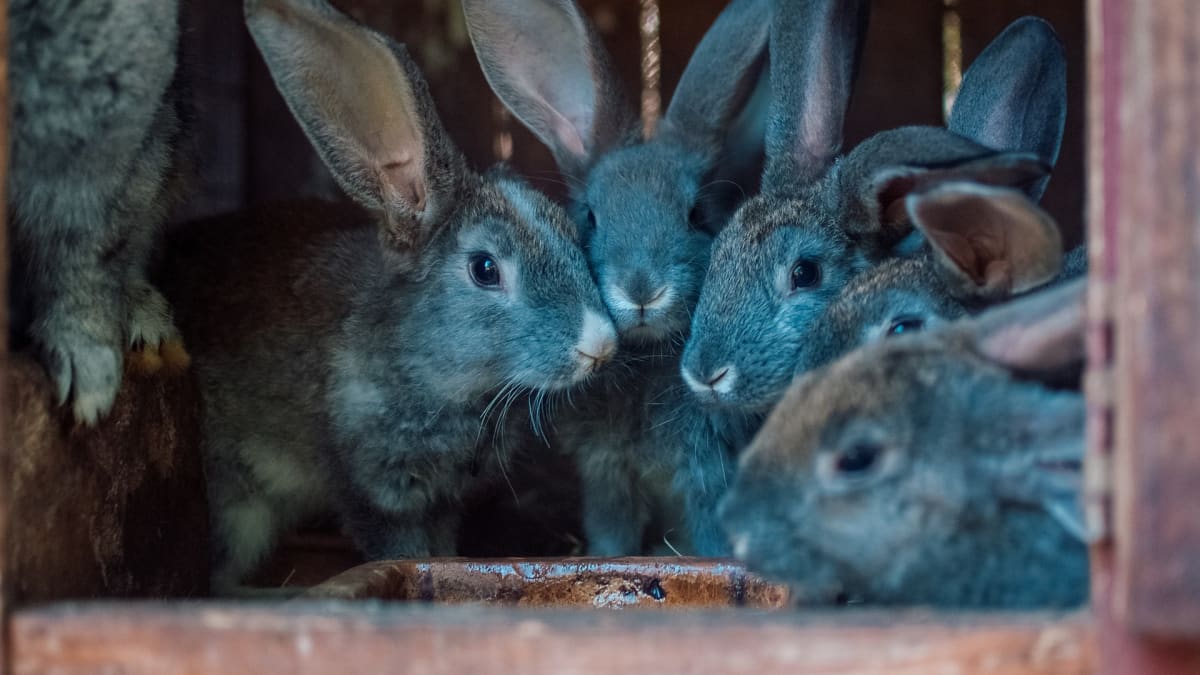 Ve Vlámsku se nachází 15 farem s pěti sty tisíci králíků. 
